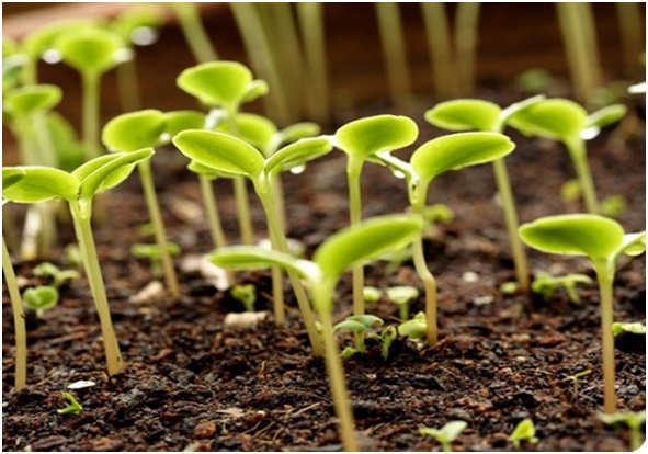 brotos germinados