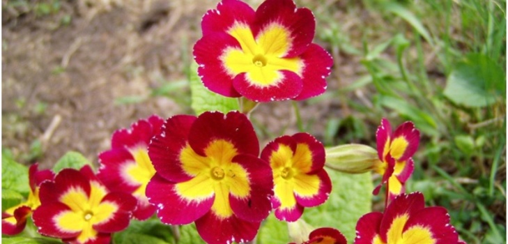 flores primrose
