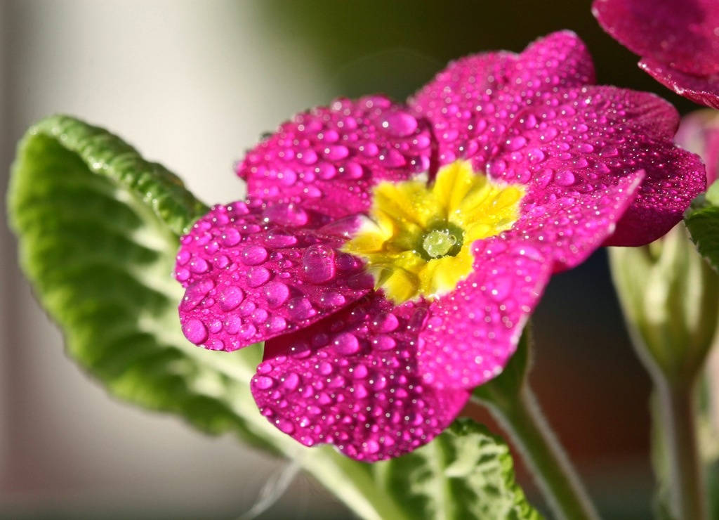 flor de primrose