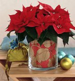 Poinsettia: A Estrela de Natal