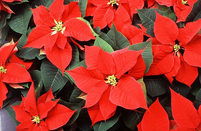 Poinsettia: A Estrela de Natal