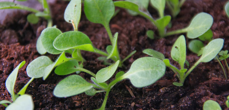 Mudas de petunia