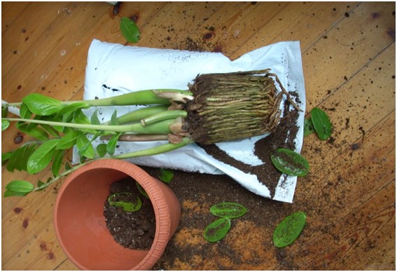 transplante de zamioculcus