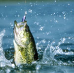 Pesca: princípios básicos para iniciantes Pesca: princípios básicos para iniciantes