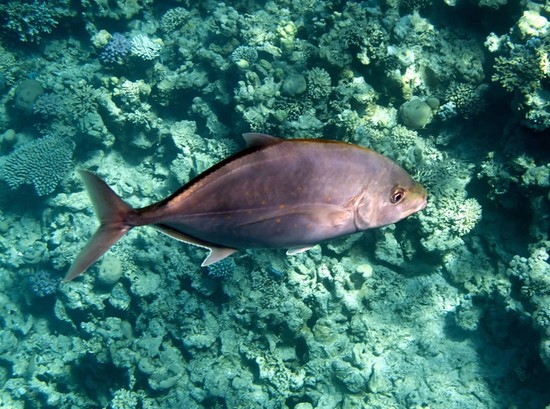 Peixe grande e pequeno: os melhores lugares para pescar na Criméia
