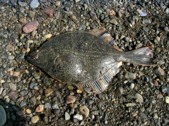 Peixe grande e pequeno: os melhores lugares para pescar na Criméia