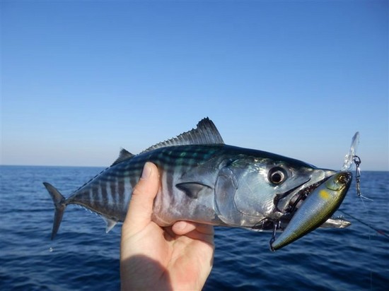 Peixe grande e pequeno: os melhores lugares para pescar na Criméia