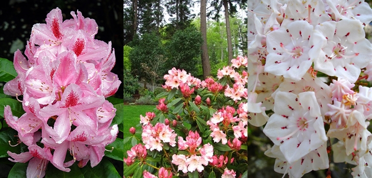 Rhododendron - plantar e cuidar