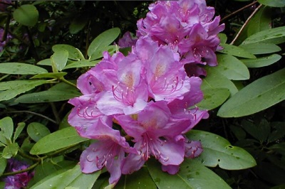 rododendro