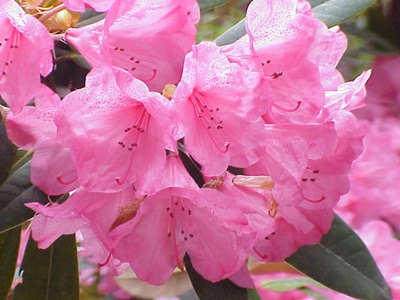 rododendro