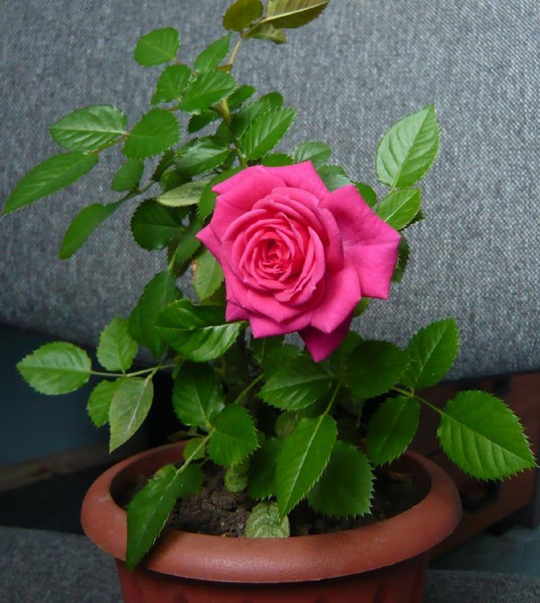 Rose em casa: cuidado e conteúdo Rose em casa: cuidado e conteúdo