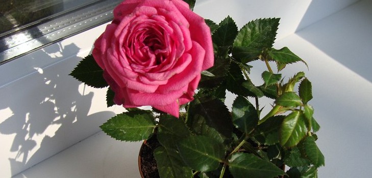 Rose em casa: cuidado e conteúdo Rose em casa: cuidado e conteúdo