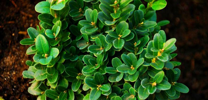Boxwood - decoração perene para o jardim e alavanca da janela