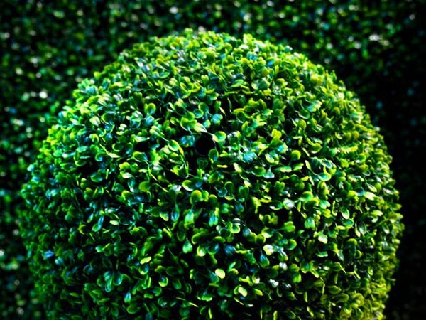Boxwood - decoração perene para o jardim e alavanca da janela