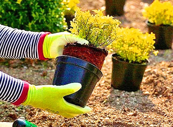 Boxwood - decoração perene para o jardim e alavanca da janela