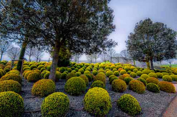 Boxwood - decoração perene para o jardim e alavanca da janela