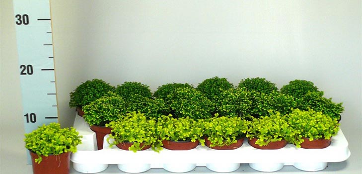 Selaginella: cuidado