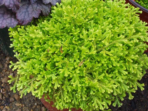Selaginella: Espécies