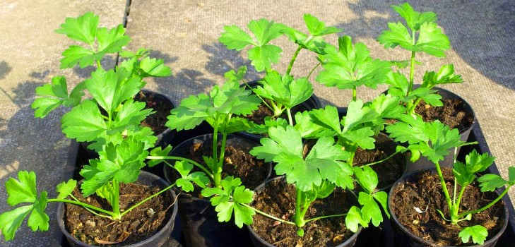 Aipo: cultivo e as variedades mais interessantes para terrenos abertos e estufas