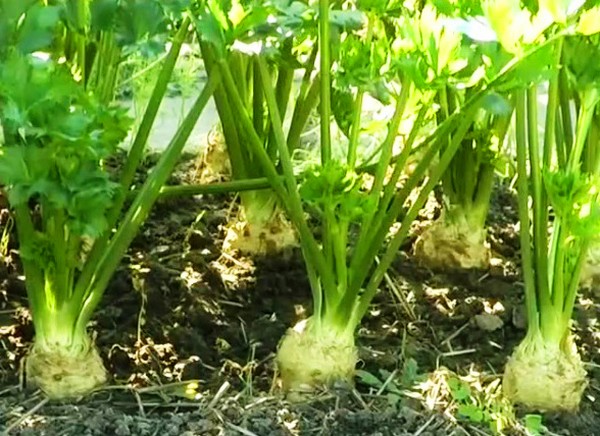 Aipo: cultivo e as variedades mais interessantes para terrenos abertos e estufas