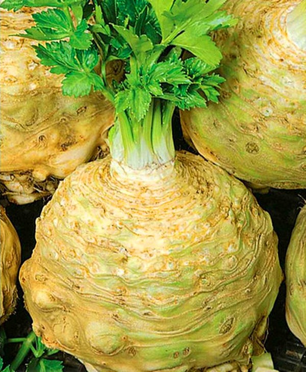 Aipo: cultivo e as variedades mais interessantes para terrenos abertos e estufas