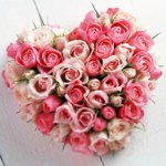 Coração das rosas em 14 de fevereiro