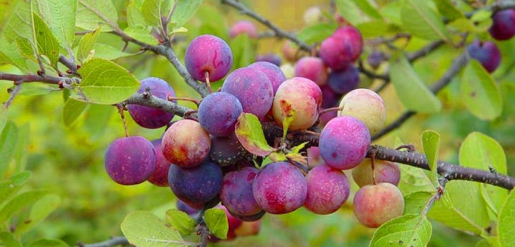 Jardim afunda as melhores variedades para cultivo