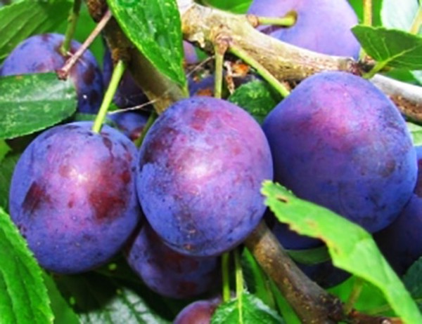 Jardim afunda as melhores variedades para cultivo