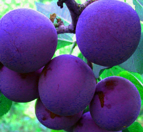 Jardim afunda as melhores variedades para cultivo