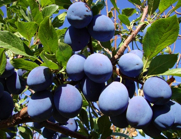Jardim afunda as melhores variedades para cultivo
