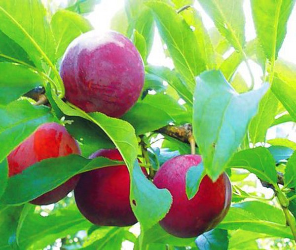 Jardim afunda as melhores variedades para cultivo