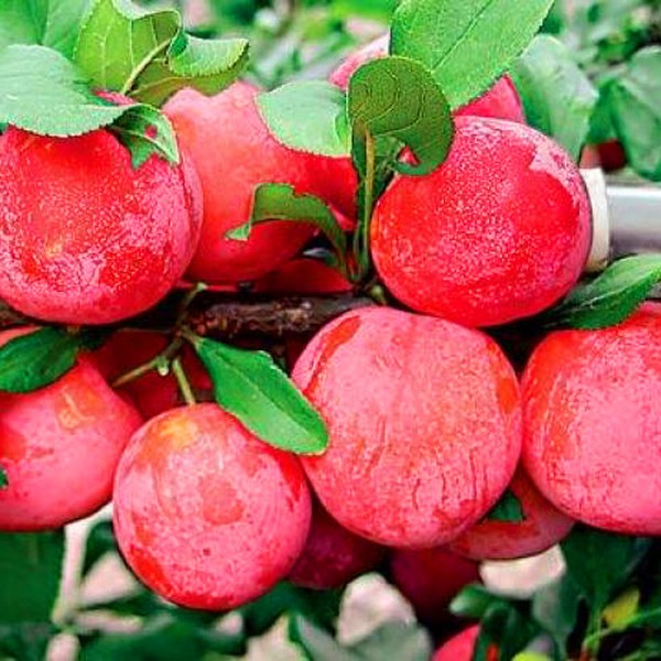 Jardim afunda as melhores variedades para cultivo