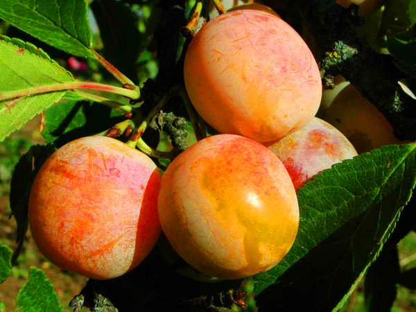 Jardim afunda as melhores variedades para cultivo