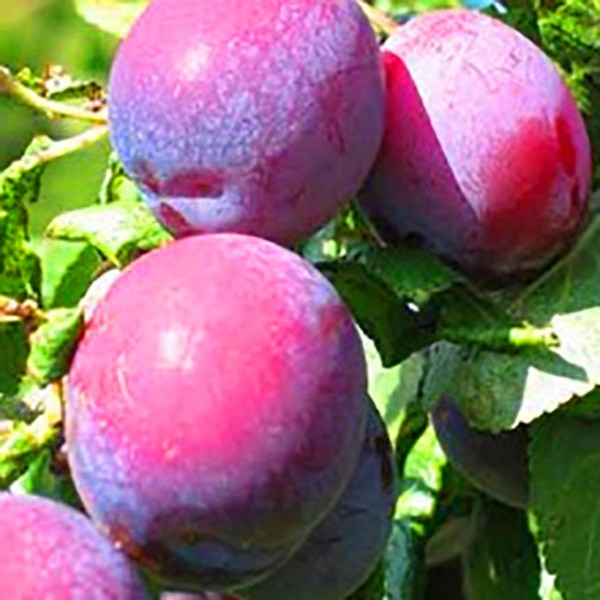Jardim afunda as melhores variedades para cultivo