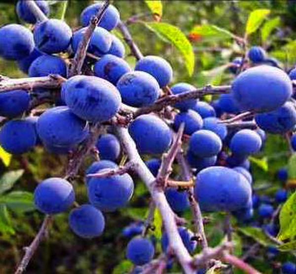 Jardim afunda as melhores variedades para cultivo