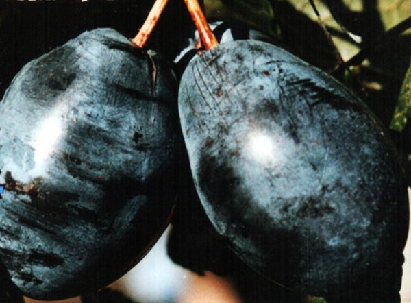 Jardim afunda as melhores variedades para cultivo