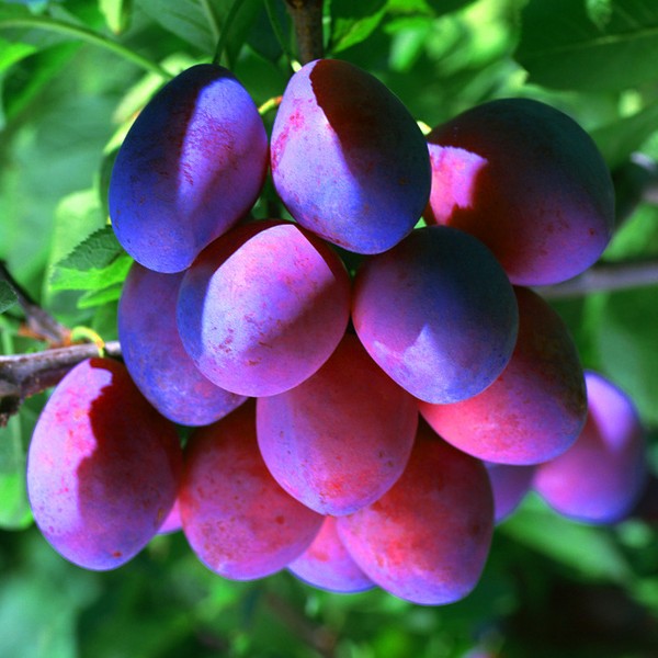Jardim afunda as melhores variedades para cultivo