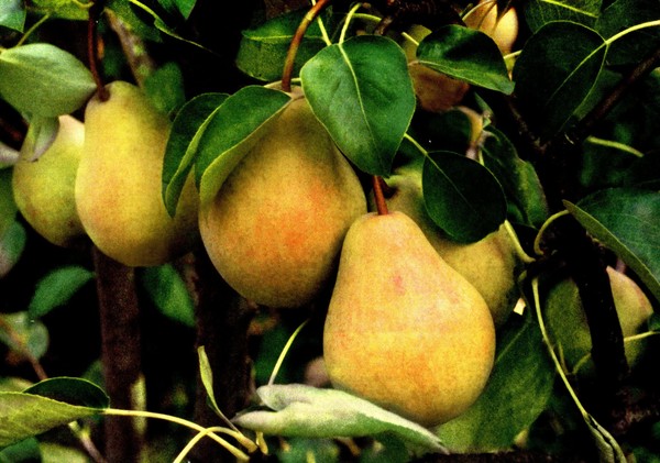 As melhores notas de peras - descrições, plantação e cuidados, foto