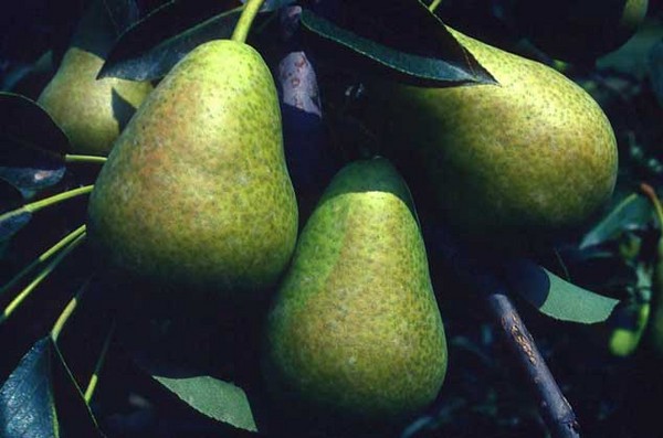 As melhores notas de peras - descrições, plantação e cuidados, foto