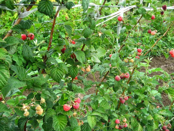 As melhores variedades de framboesas - descrições, plantação e cuidados, foto