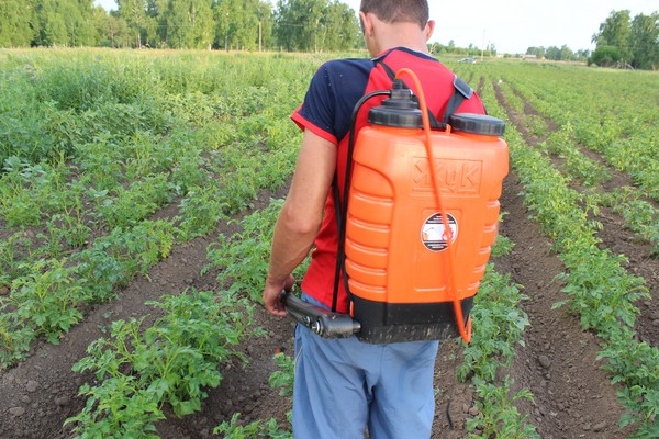 Invasor estrangeiro: métodos eficazes para combater o besouro de batata do Colorado