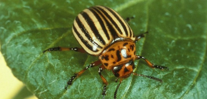Invasor estrangeiro: métodos eficazes para combater o besouro de batata do Colorado