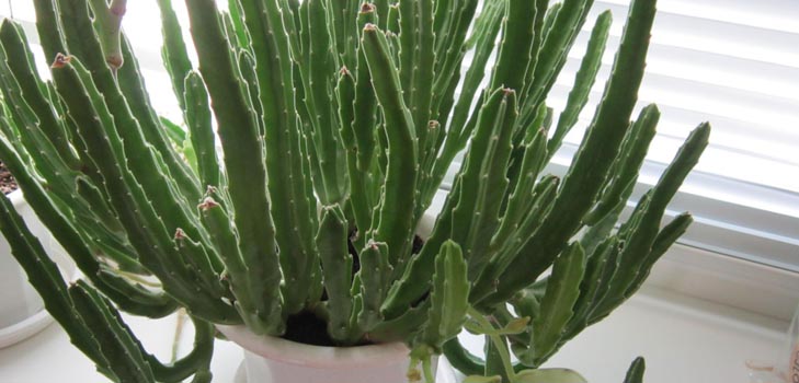 Stapelia: cuidados adequados em casa, belas fotos de flores