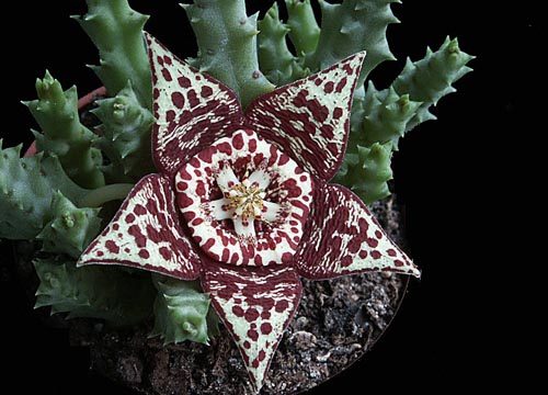 Stapelia: foto e cuidados em casa