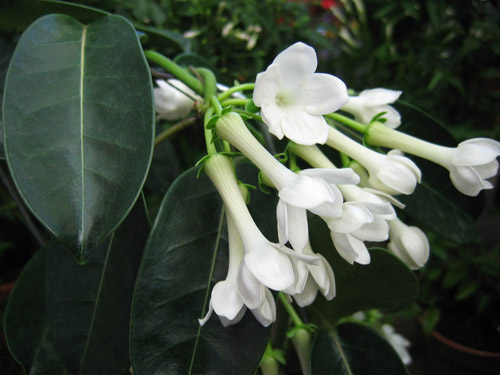 Como cuidar do stephanotis de Floribunda