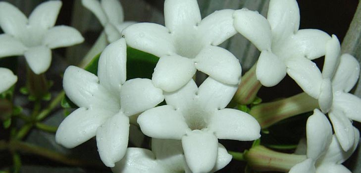 Stephanotis: cuidado e foto