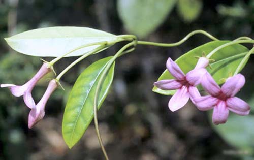 Transplante de jasmim de Madagascar
