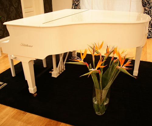 Cuidado da strelitzia