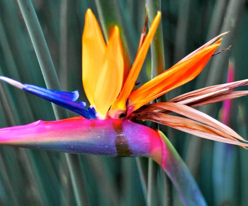 Strelitzia: foto e cuidado em casa