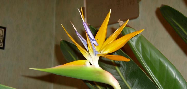 Strelitzia real: foto e cuidados adequados em casa
